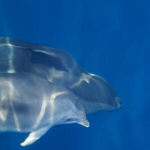 Segelerlebnis Segelferien für Kinder tolle Erlebnisse auch für Kinder auf der Segelyacht