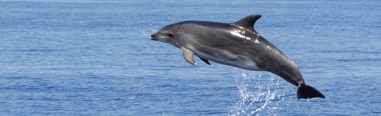 eine Segelreise ist Nachhaltig Erlebnisse auf der Adria